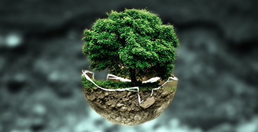 Plant arrangements